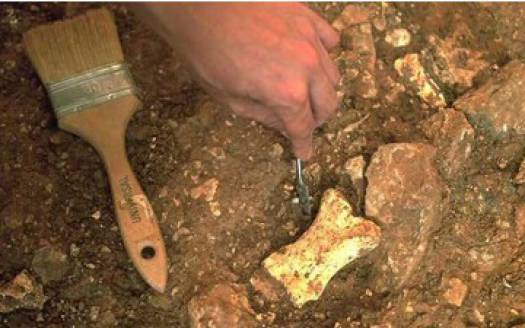 Останки доисторической лошади обнаружены при раскопках в Дивногорье
