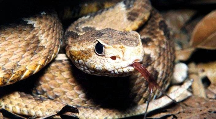 Полуторагодовалый мальчик в Бразилии насмерть загрыз ядовитую змею
