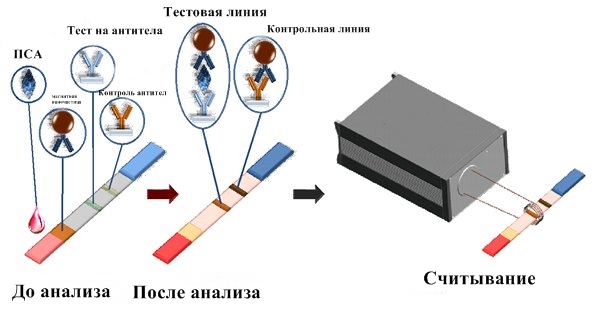 Учёные из России уместили высокоточный анализ крови в тест-полоску
