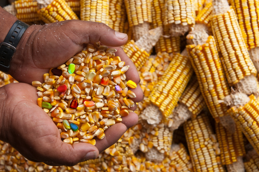 Россия запретила ввоз кукурузы и сои из США
