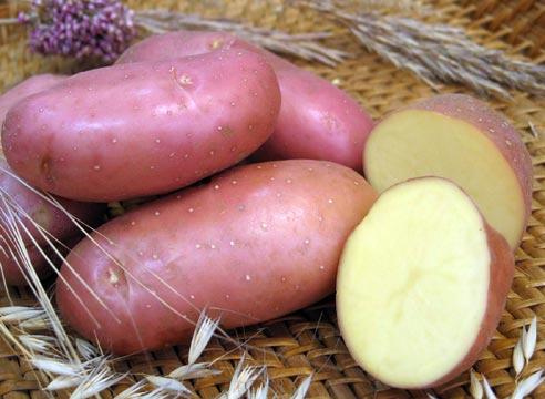 Лучшие сорта картофеля для посадки: советы специалистов
