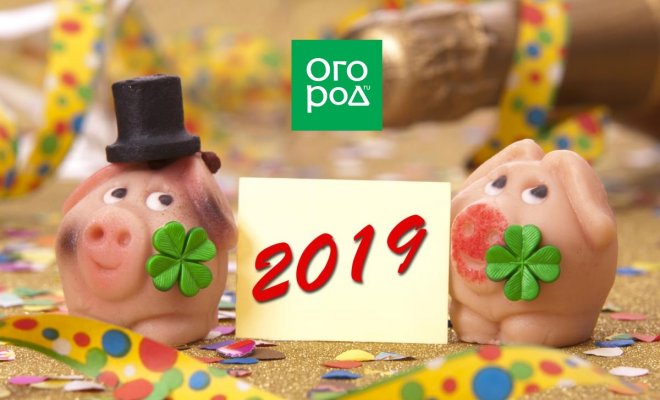 Новогодний стол 2019: что должно быть на праздничном столе в год Свиньи
