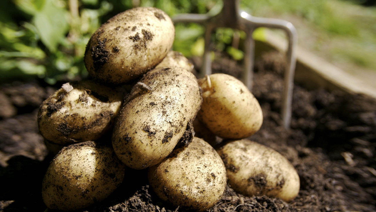 3 декабря 1586 года в Англию из Америки завезли картофель
