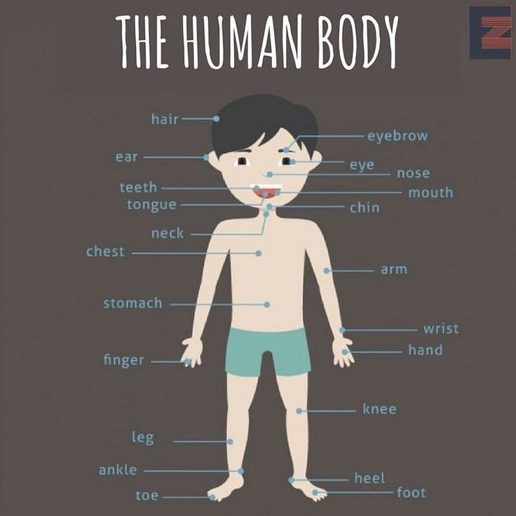 Parts of the body: 21 название частей тела человека
